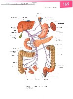 Sobotta  Atlas of Human Anatomy  Trunk, Viscera,Lower Limb Volume2 2006, page 176